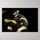 Search for yellow snakes posters Nature