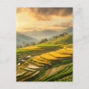 Search for rice terraces postcards Green