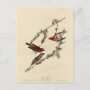 Search for john audubon postcards Lithograph