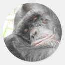 Search for chimp stickers Africa
