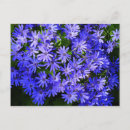 Search for daisy blue postcards Floral photography