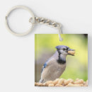 Search for blue jays key rings Wildlife