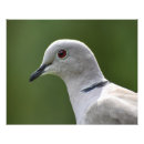 Search for white dove peace posters Elegant