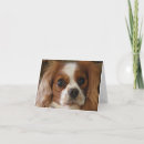 Search for charles spaniel cards Pets