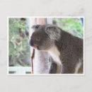 Search for koala postcards Sydney