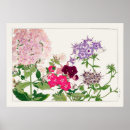 Search for phlox Purple