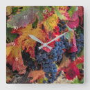 Search for grape clocks Wine grapes