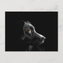Search for black labrador retriever postcards Puppy