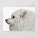 Search for years old postcards Dog