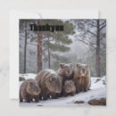 Search for wombat cards Marsupials