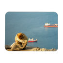 Search for gibraltar magnets Ape