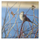 Search for mockingbird Animals