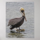 Search for pelican art Florida