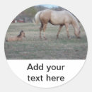 Search for colts stickers Pony