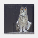 Search for owl feathers magnets Bird of prey