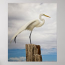 Search for egrets posters Bird