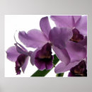 Search for cattleya orchid posters Orchids