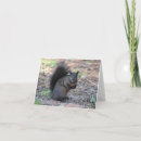 Search for black squirrel cards Wildlife