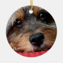 Search for yorkie christmas tree decorations Puppy