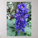 Search for blue ginger posters Floral