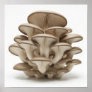 Search for mycology posters Mushroom