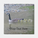 Search for geese magnets Nature