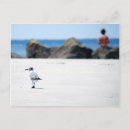 Search for seagull postcards Coast