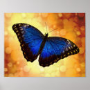 Search for blue morpho butterfly posters Lepidoptera