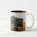 Search for cats eating mugs Animal