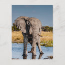 Search for elephant stamp postcards Botswana