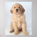 Search for length art Dog