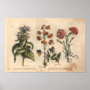 Search for carnations art Botanical