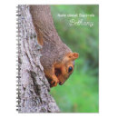 Search for nut with squirrel photography Rodent