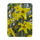Search for springtime magnets Flower