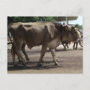 Search for oxen postcards Vintage