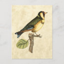 Search for birds on a branch postcards Domestic