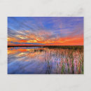 Search for florida everglades postcards Nature