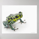 Search for poison dart frog posters Full length