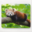 Search for bear mouse Photograph