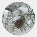Search for pine branch stickers Snow