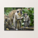 Search for monkey puzzles Tropical