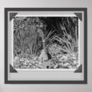 Search for iris garden posters Flower