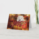 Search for samoyed dog postcards Beautiful