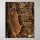 Search for mouse tree posters Animals