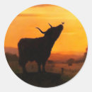 Search for cute calf stickers Cattle