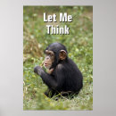 Search for chimpanzee posters Photography