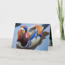 Search for mandarin cards Duck