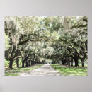 Search for plantation posters Spanish moss
