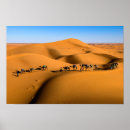 Search for camel desert Camels