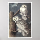 Search for snowy owls posters Illustration